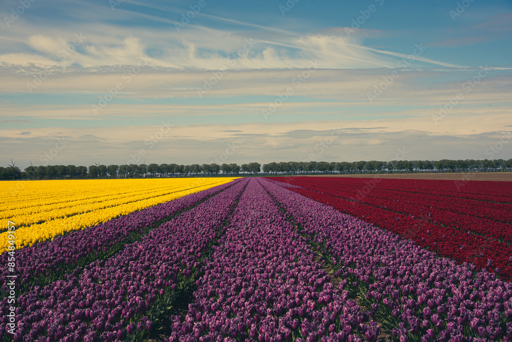 field of colorful tulips and blue sky field of colorful tulips and blue sky
