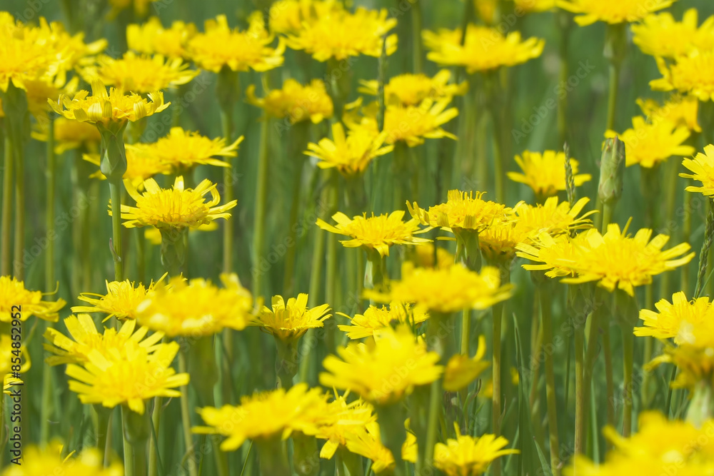 Obraz premium A clearing of bright yellow flowers in a green meadow