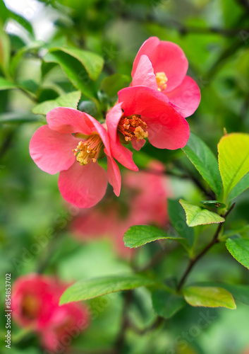 Fototapeta Naklejka Na Ścianę i Meble -  Beautiful spring background with red flower of Chaenomeles japonica. Close-up. Selective focus.