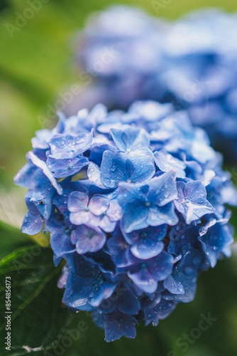 紫陽花が綺麗