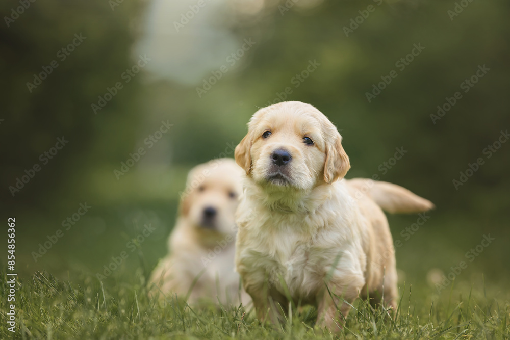 small dog newborn puppy one month old golden retriever labrador walks in the park in nature in summer