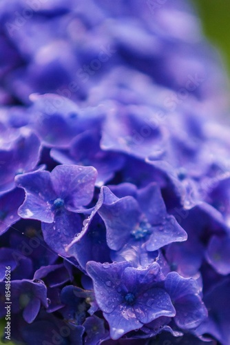 紫陽花が綺麗