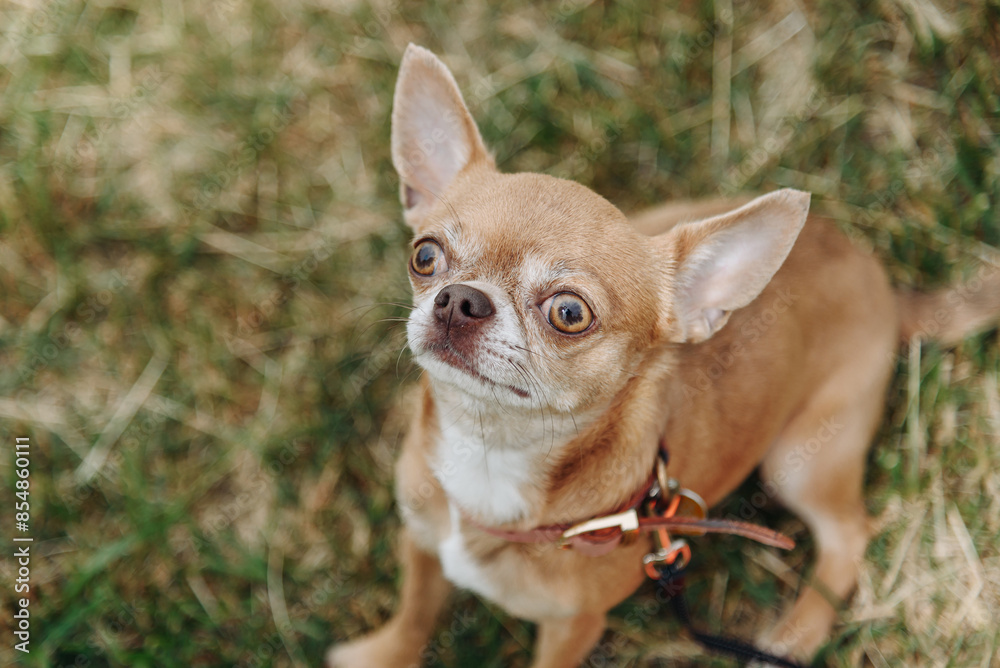 brown chihuahua sitting on green grass in park in sunny summer day, looking at owner, dogwalking concept, copy space brown chihuahua sitting on green grass in park in sunny summer day, looking at owner, dogwalking concept, copy space