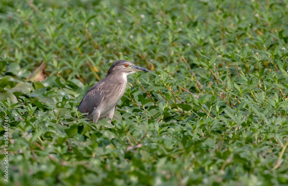black-crowned night-heron, or black-capped night-heron.this photo was taken from Bangladesh. black-crowned night-heron, or black-capped night-heron.this photo was taken from Bangladesh.