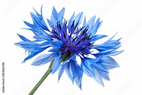 A stunning illustration of a single cornflower, showcasing its intricate petals and vibrant blue color. The detailed artwork highlights the flower's delicate features. © Jennie Pavl