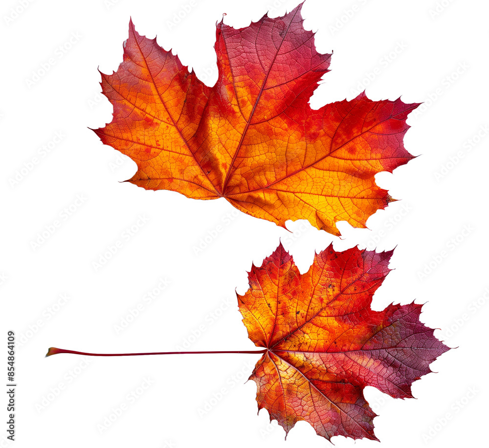 Detailed close-up of a vibrant red maple leaf on a transparent background, showcasing its intricate veins and autumn colors. Perfect for seasonal designs and nature projects. Detailed close-up of a vibrant red maple leaf on a transparent background, showcasing its intricate veins and autumn colors. Perfect for seasonal designs and nature projects.