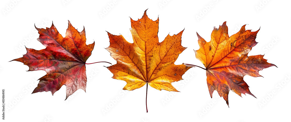 Fototapeta premium vibrant red maple leaf on a transparent background, showcasing its intricate veins and autumn colors. Perfect for seasonal designs and nature projects.