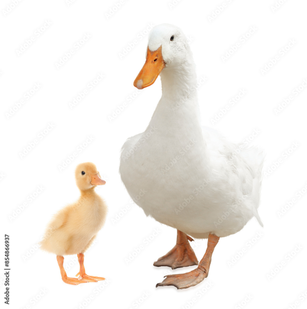 Duck and small fluffy duckling on white background Duck and small fluffy duckling on white background