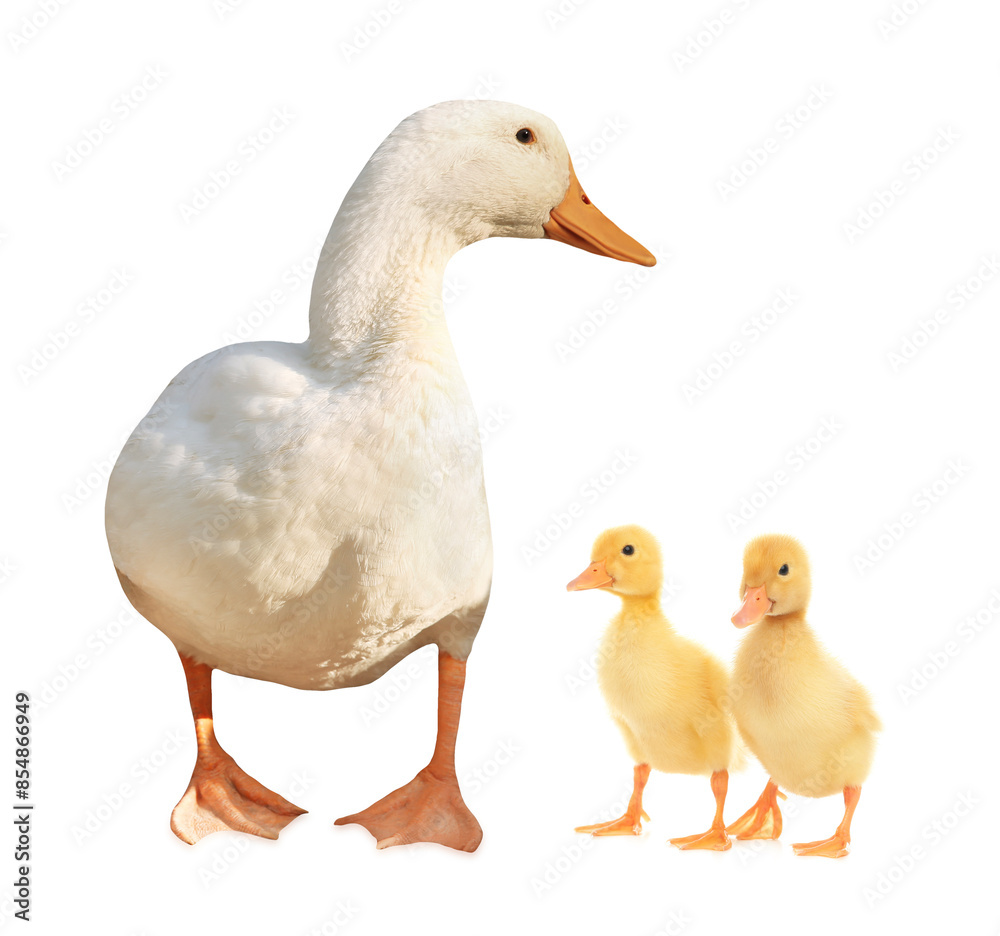 Duck and small fluffy ducklings on white background Duck and small fluffy ducklings on white background