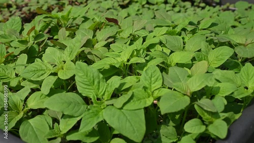 Wallpaper Mural Fresh green Amaranthus plants closeup in a vegetable bed in garden Torontodigital.ca