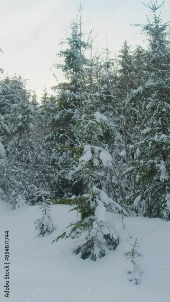 Fantastic view of snow forrest during winter Fantastic view of snow forrest during winter