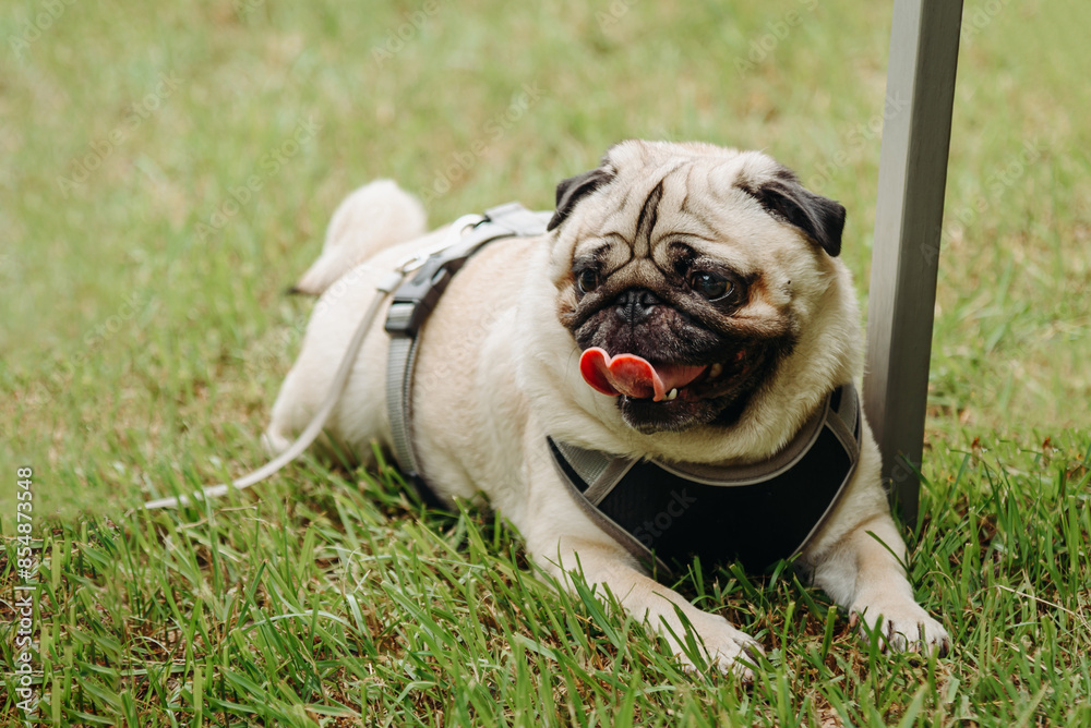 white pug dog lying on grass in park in sunny summer day, dog rests, dogwalking concept white pug dog lying on grass in park in sunny summer day, dog rests, dogwalking concept