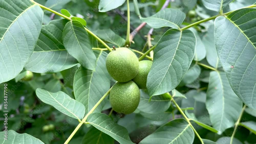 green unripe nuts hanging on a walnut tree branch green unripe nuts hanging on a walnut tree branch