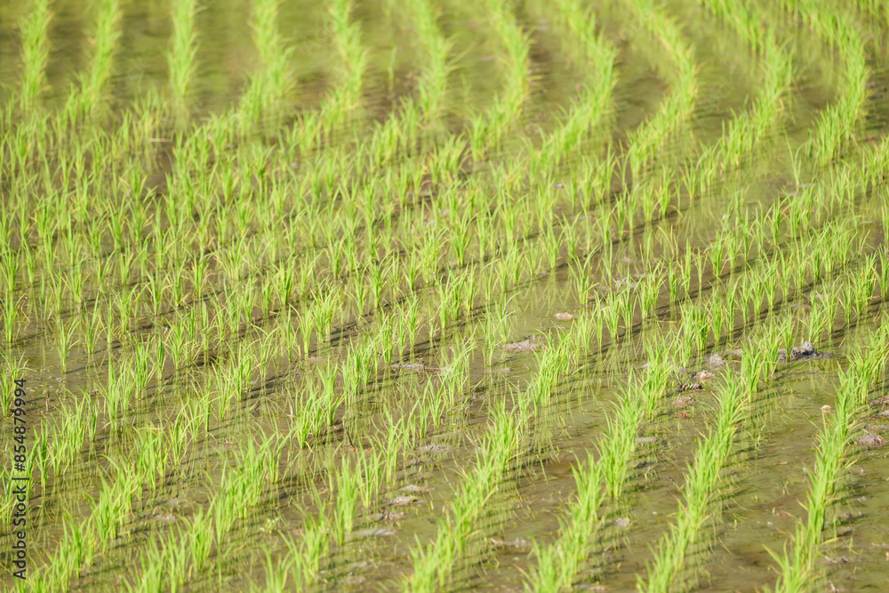 Green rice paddy field plantation in Asia Green rice paddy field plantation in Asia