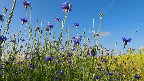 flowers in the field. Ukain landscapes. flowers on a rape field. bees among wildflowers. cornflowers against the blue sky. the flowering of anthers at dawn photo