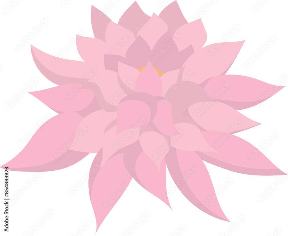 Fototapeta premium Pink lotus isolated on white background. Lotus flower illustration vector.