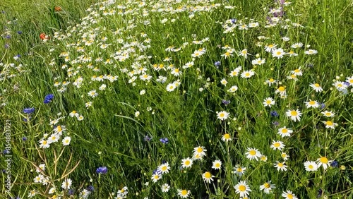 field of daisies. daisies in the meadow. Ukain landscapes. flowers on a rape field. bees among wildflowers photo