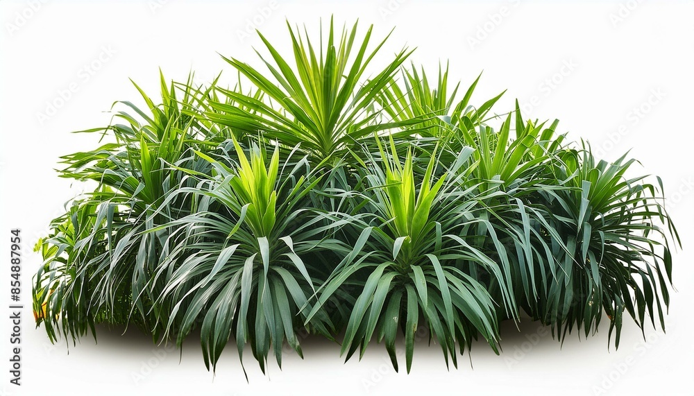 green grass isolated on white