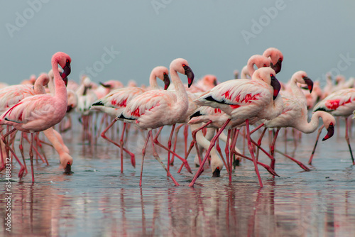 Group birds of pink african flamingos  walking around the blue lagoon on a sunny day