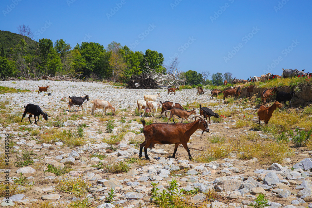 A herd of goats in the wild and romantic Tempe Valley - Greece A herd of goats in the wild and romantic Tempe Valley - Greece