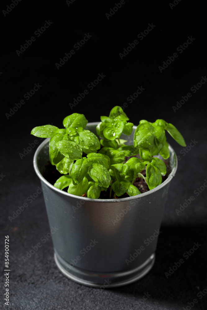 Fresh basil in pot on dark background, natural green culinary herb growing indoors, tasty homegrown plant closeup, healthy eating. Vertical photo Fresh basil in pot on dark background, natural green culinary herb growing indoors, tasty homegrown plant closeup, healthy eating. Vertical photo