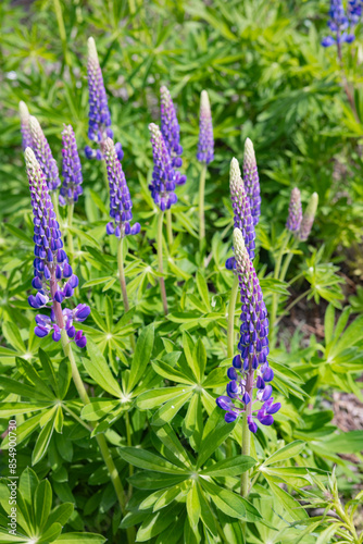 Frisch erblühte Blaue Lupinen in Skandinavien