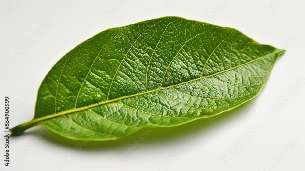 The leaf skin of a young green mango