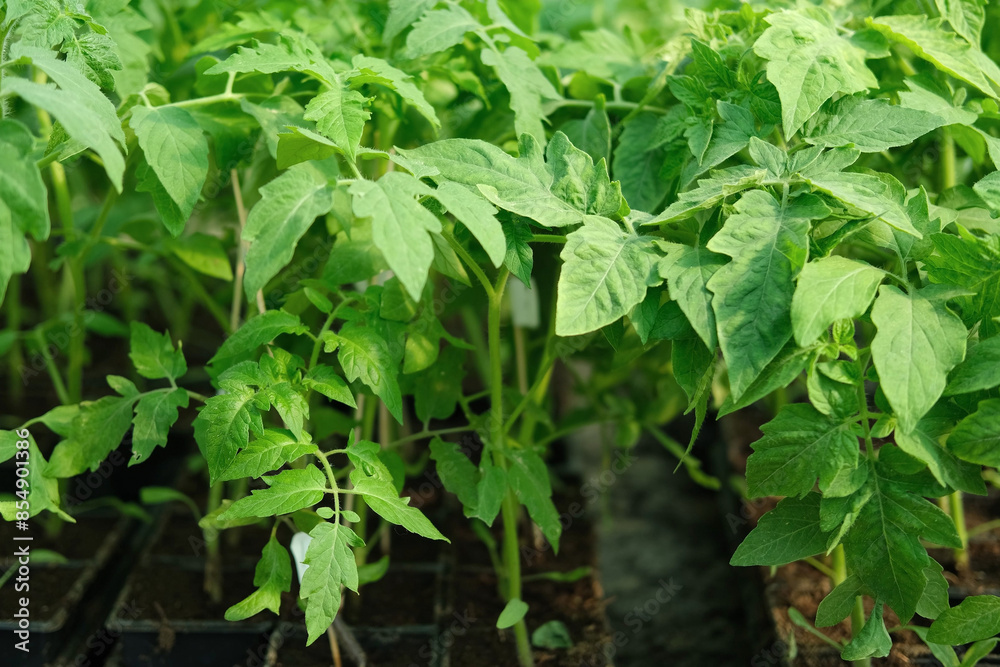 Cultivation of Vegetable seedlings growing in a plant nursery. Green Tomato plant recently germinated, ready for thinning, transplanting. Home garden in pots and tray indoor. Kitchen gardening concept Cultivation of Vegetable seedlings growing in a plant nursery. Green Tomato plant recently germinated, ready for thinning, transplanting. Home garden in pots and tray indoor. Kitchen gardening concept