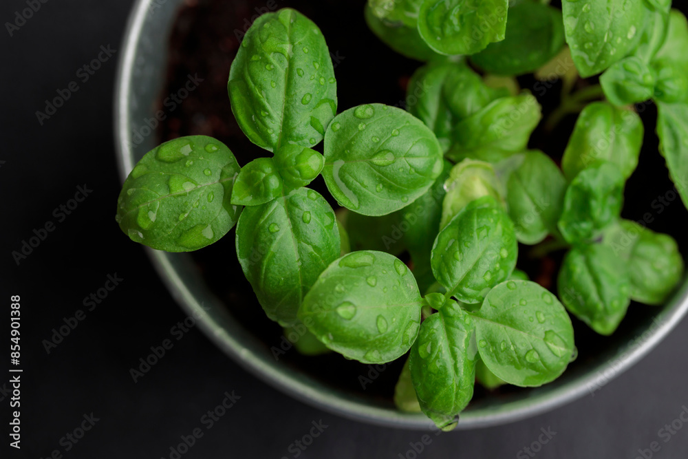 Fresh basil in pot on dark background, natural green culinary herb growing indoors, tasty homegrown plant closeup, healthy eating Fresh basil in pot on dark background, natural green culinary herb growing indoors, tasty homegrown plant closeup, healthy eating