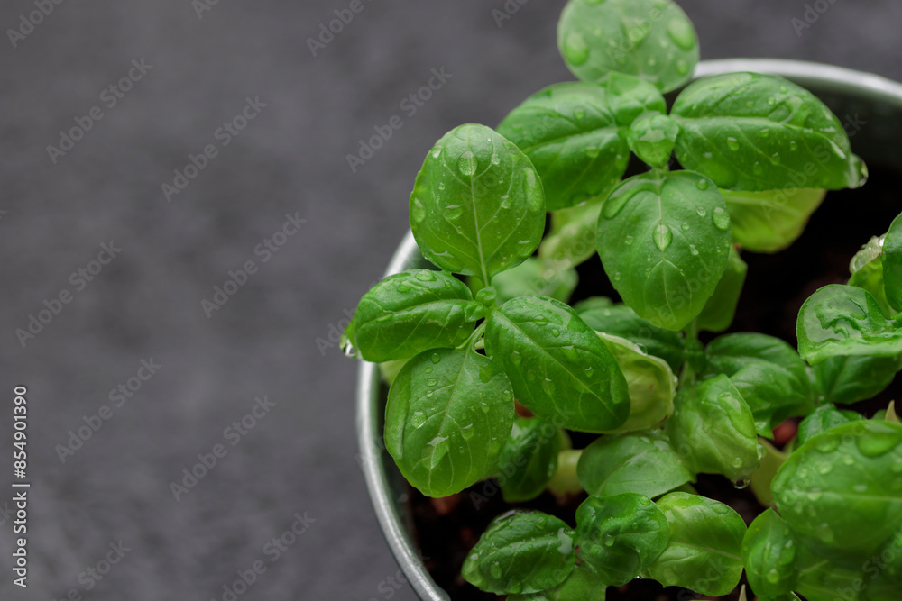 Banner with fresh basil in pot on dark background, natural green culinary herb growing indoors, tasty homegrown plant closeup, healthy eating Banner with fresh basil in pot on dark background, natural green culinary herb growing indoors, tasty homegrown plant closeup, healthy eating