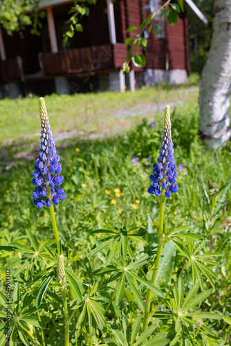 Frisch erblühte Blaue Lupinen in Skandinavien