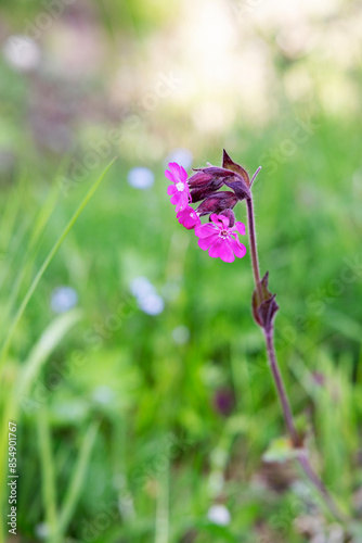 Rote Lichtnelke  im Frühling