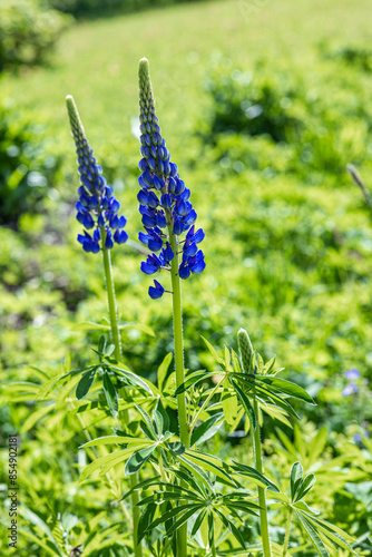 Frisch erblühte Blaue Lupinen in Skandinavien