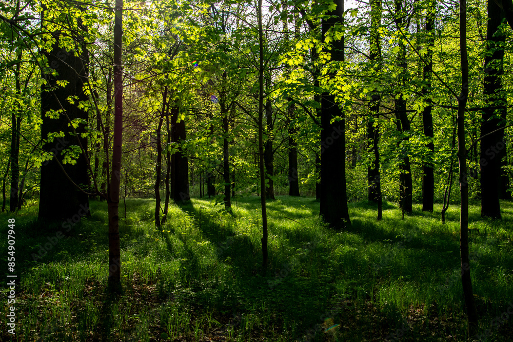 Fototapeta interior of a deciduous forest in spring