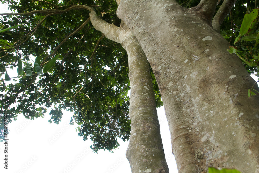 Fototapeta premium Sandoricum koetjape or Harp tree, low angel from the Harp tree which has a large trunk and lush green leaves