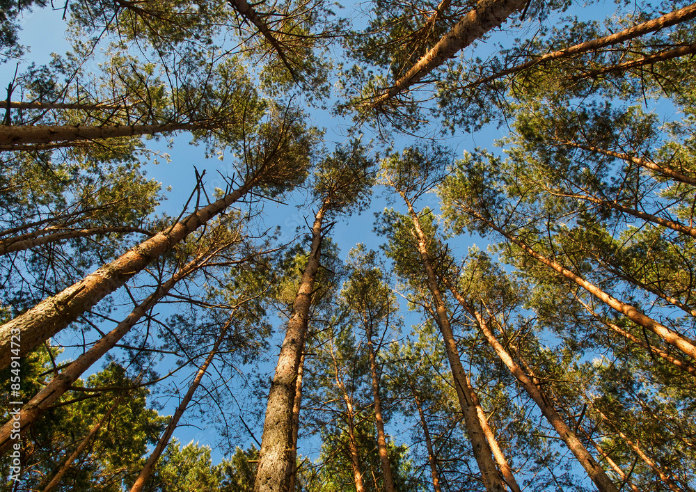 Fototapeta premium Pine forest against the background of the sky