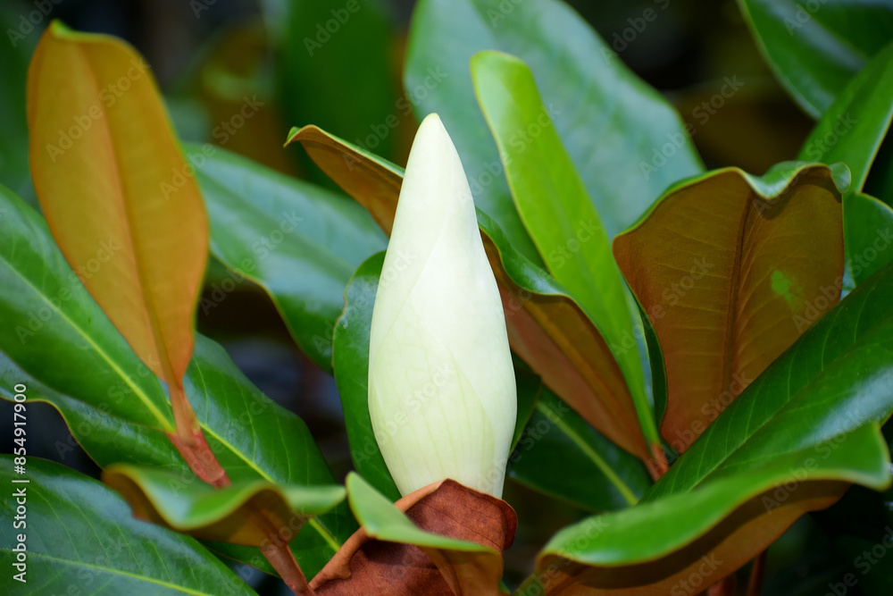 White Magnolia tree flower bud
