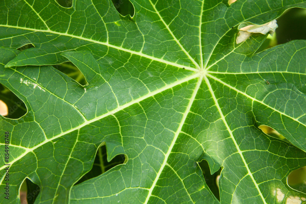 Fototapeta premium Close Up of the leaf structure of a fresh, green papaya tree leaf