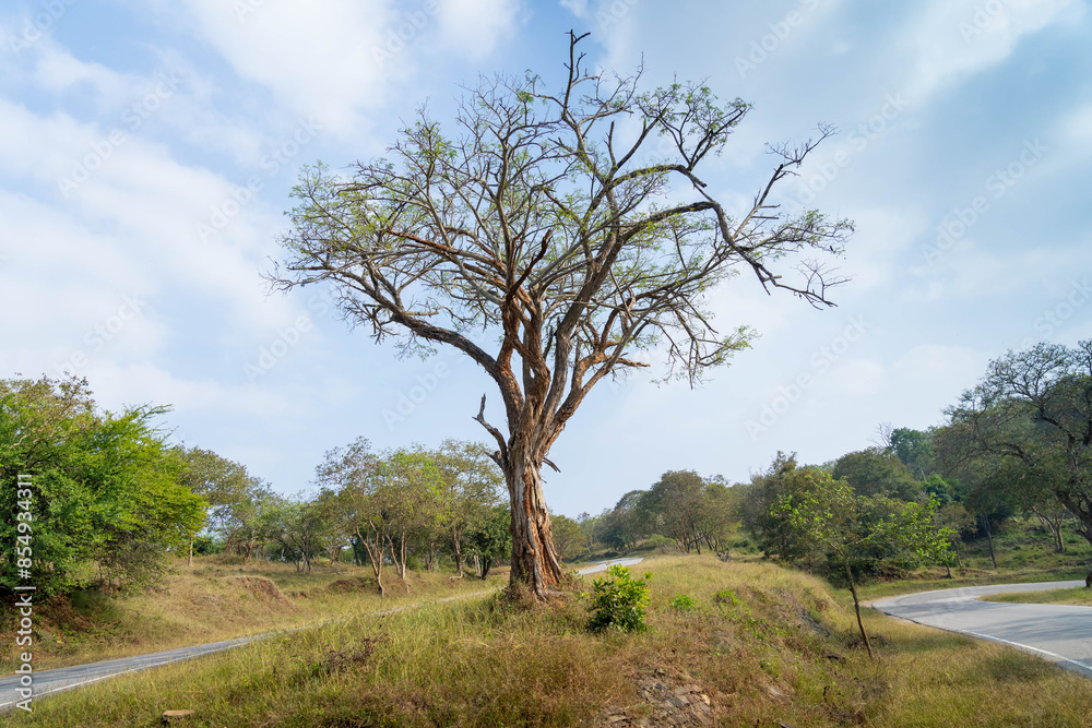 Obraz premium tree on the road