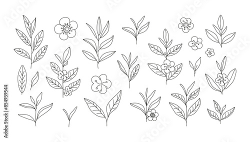 Set of outline tea leaves, stems and flowers. Hand drawn line art drawings of tea branches. Green and black tea. Logo, icon, doodle. Botanical sketch. Plant. Nature. 