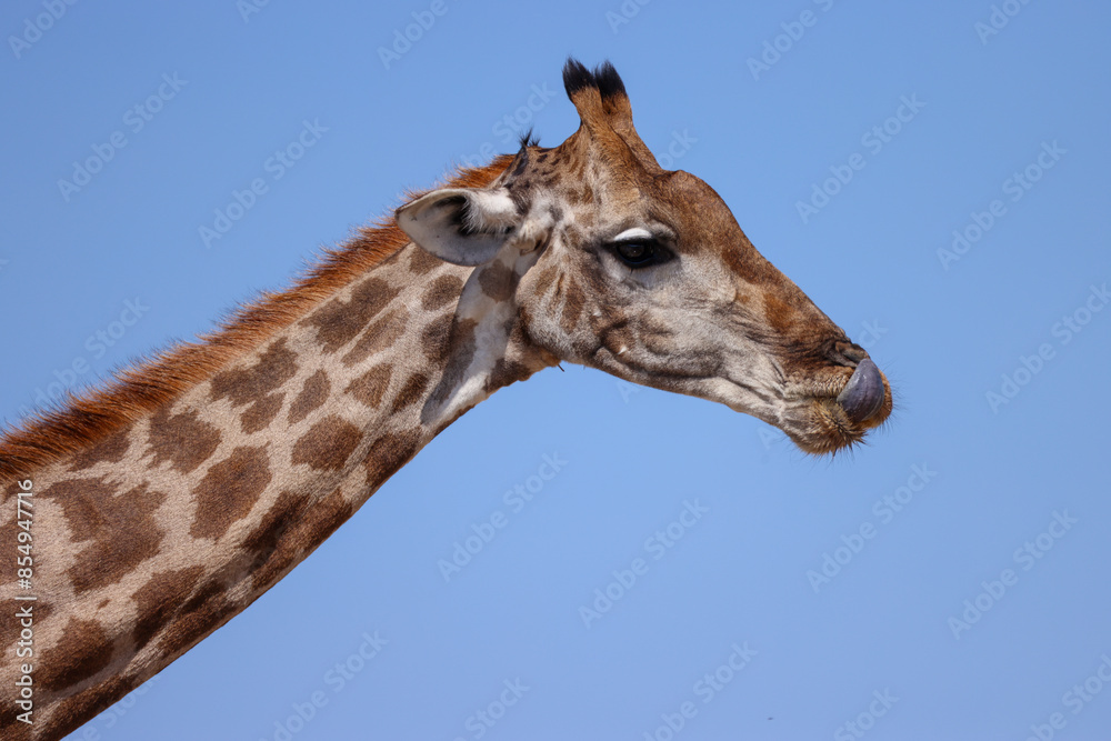 Fototapeta premium side view portrait of a giraffe head