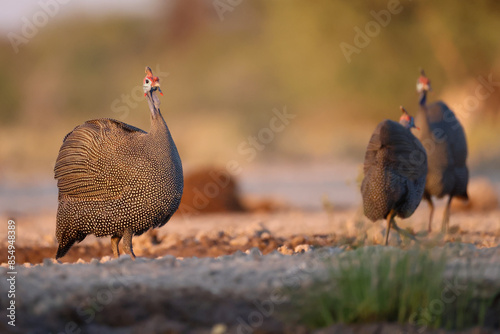 guinea fowl bird