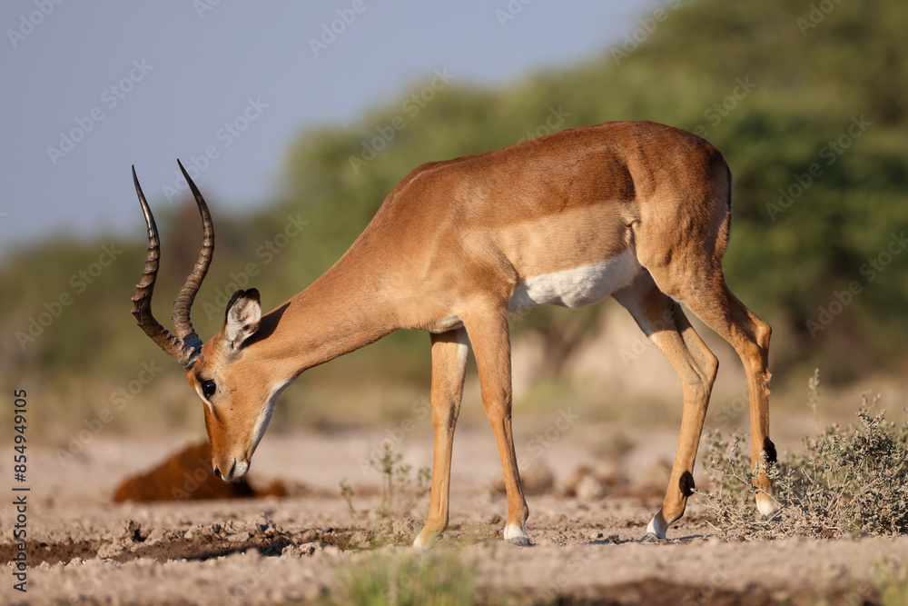 male impala antelope in the bushlands of Namibia