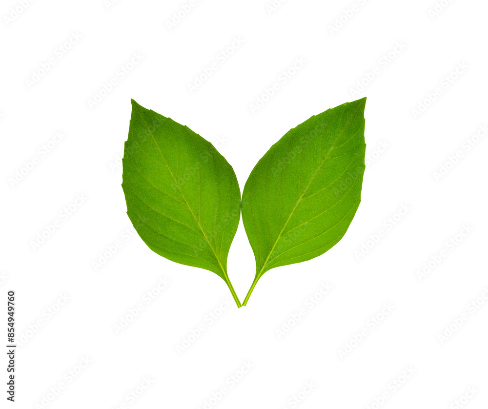 Fresh basil leaves transparent png Fresh basil leaves transparent png