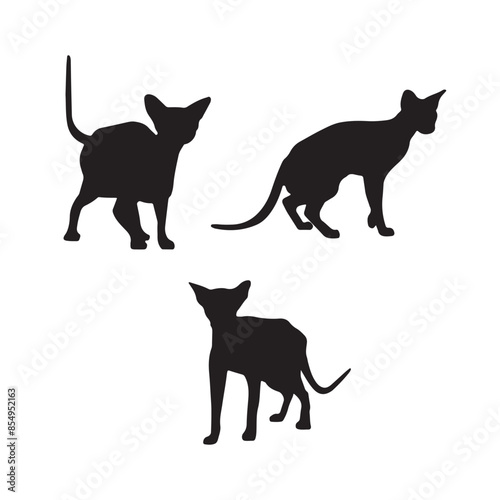 black cat silhouette
