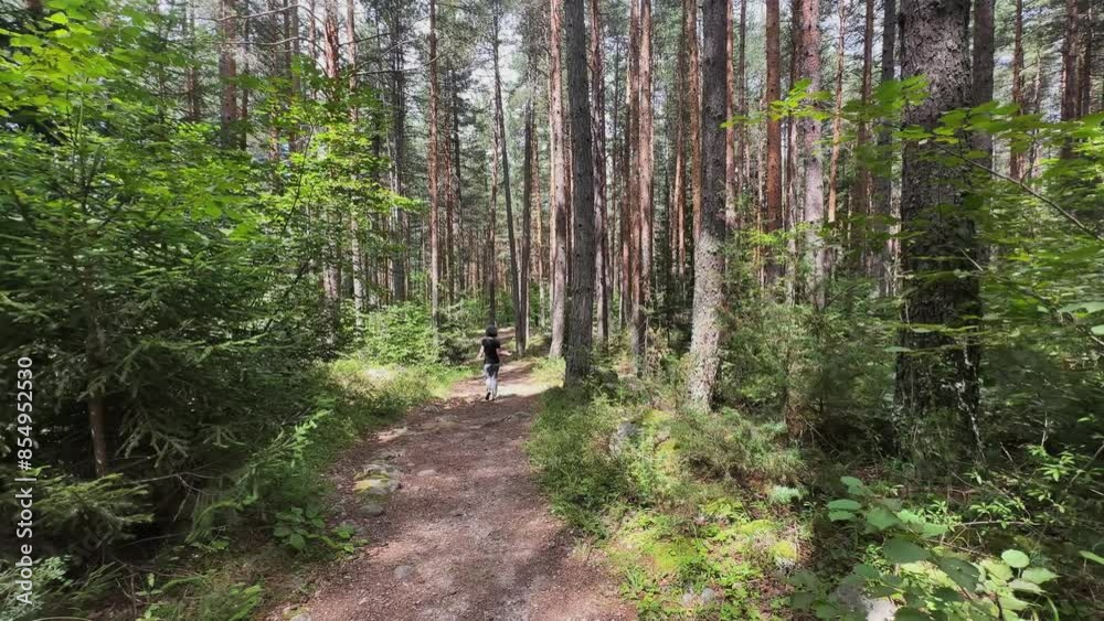 Lost woman hiker walks down the trail in dense forest with high trees on a sunny day Lost woman hiker walks down the trail in dense forest with high trees on a sunny day