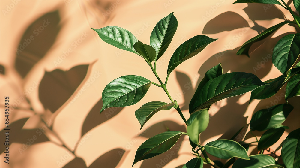 Green leaves casting shadows on peach colored wall Green leaves casting shadows on peach colored wall