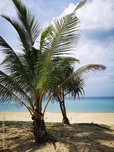Small palm trees at Karon Beach Phuket, Thailand
