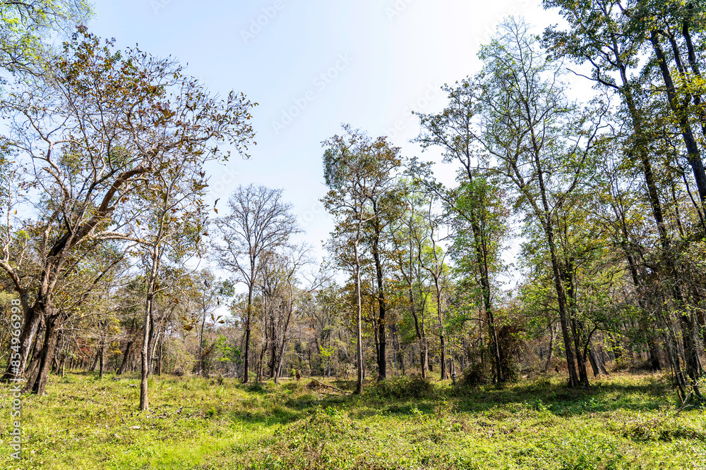 Fototapeta premium trees in the forest