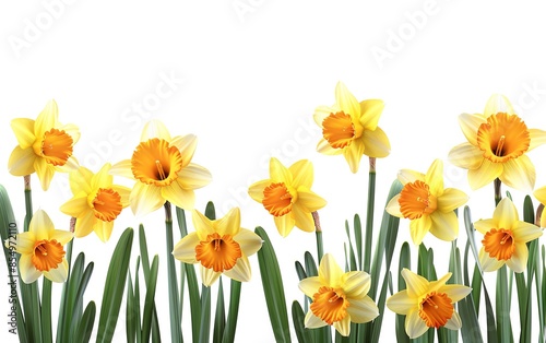 Wallpaper Mural Daffodil frame clipart with a daffodil border around a photo or artwork Torontodigital.ca